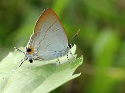 Image of Hypolycaena erylus teatus Fruhstorfer 1912