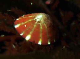 Image of Williamia peltoides (Carpenter 1864)