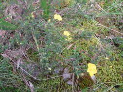 Hibbertia glebosa subsp. glebosa resmi