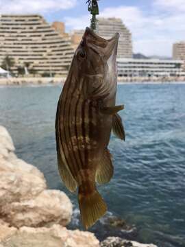 Epinephelus costae (Steindachner 1878)的圖片