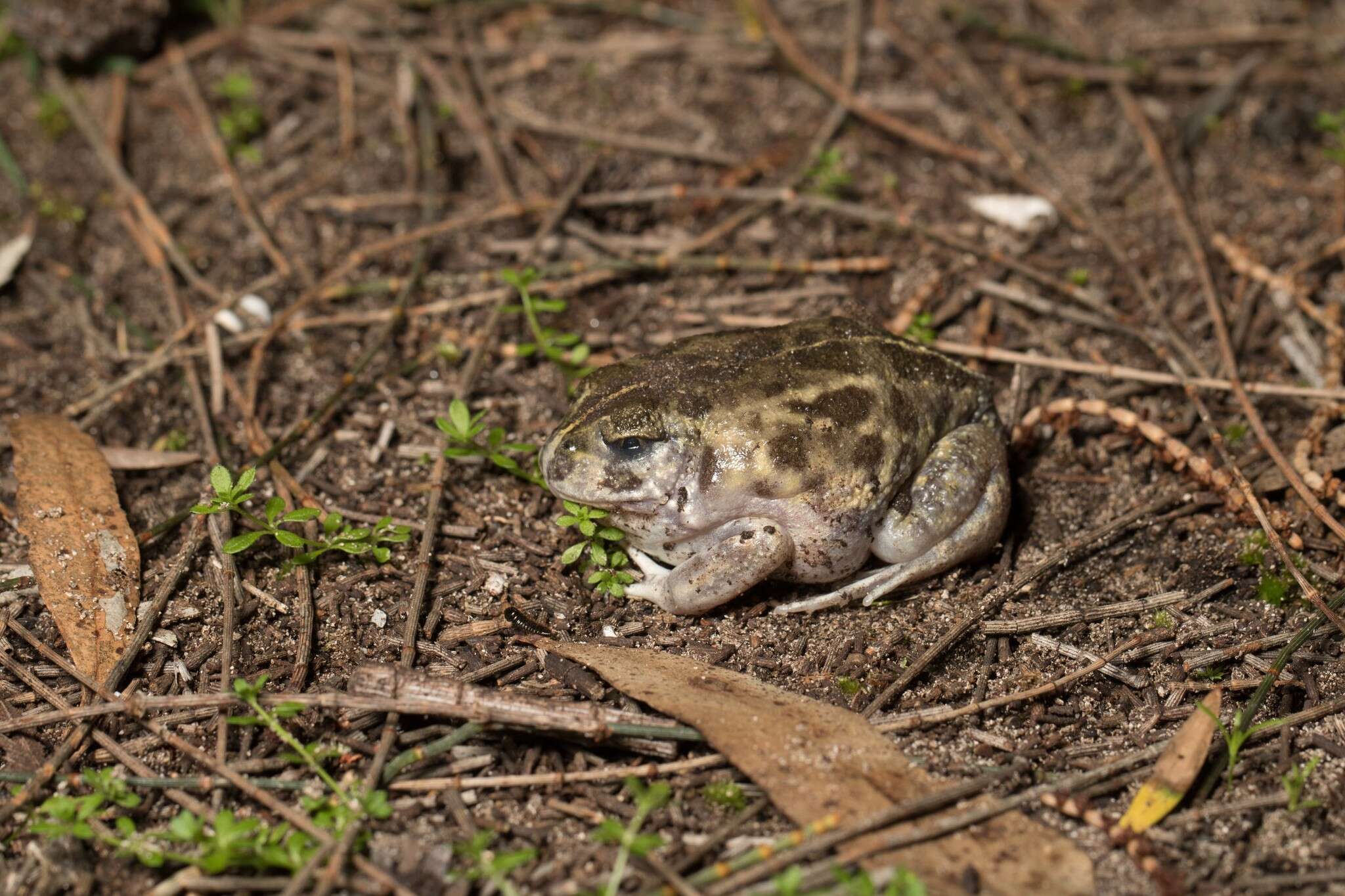 Image of Painted Burrowing Frog