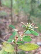 Image of Pimelea gigandra A. R. Bean