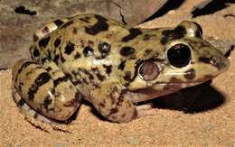 Слика од Leptodactylus troglodytes Lutz 1926