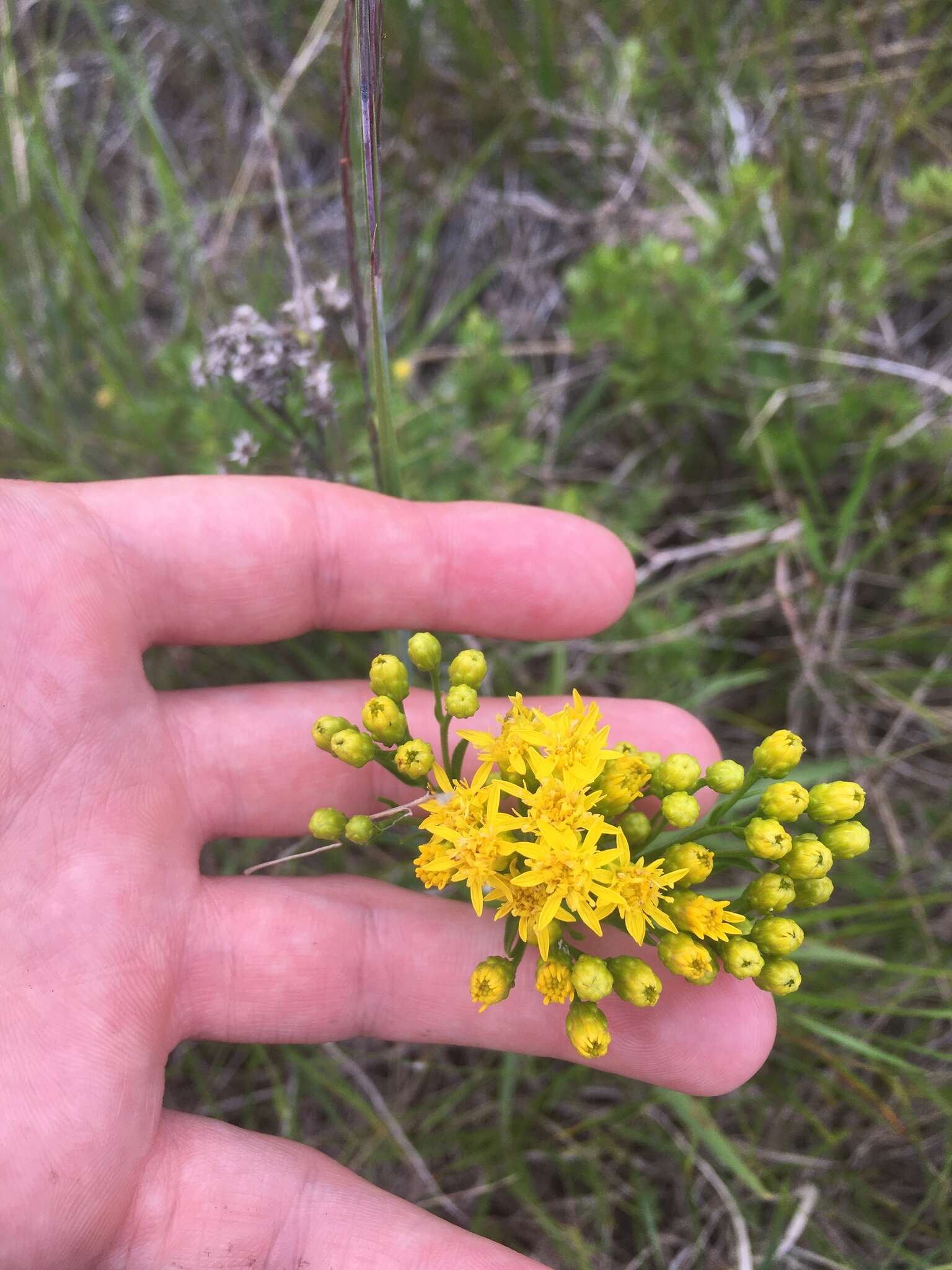 Imagem de Solidago houghtonii Torr. & A. Gray ex A. Gray