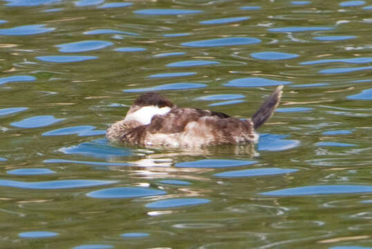 Image of Bluebills