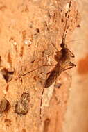 صورة Aedes camptorhynchus (Thomson 1869)