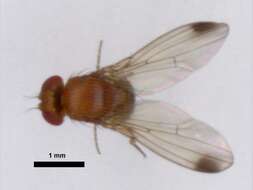 Plancia ëd Drosophila suzukii (Matsumura 1931)