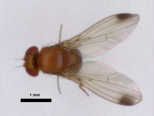Image of Cherry drosophila