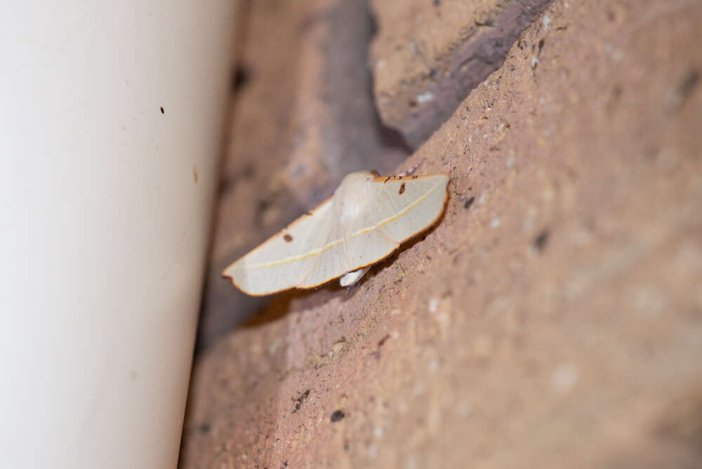 Image of Oenochroma pallida Warren 1898