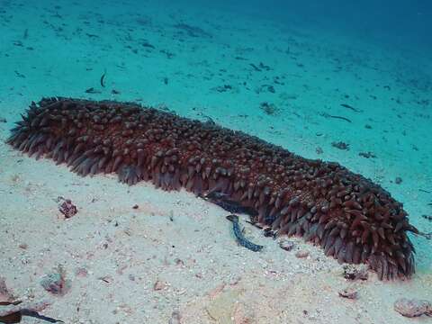 Image of Prickly Redfish