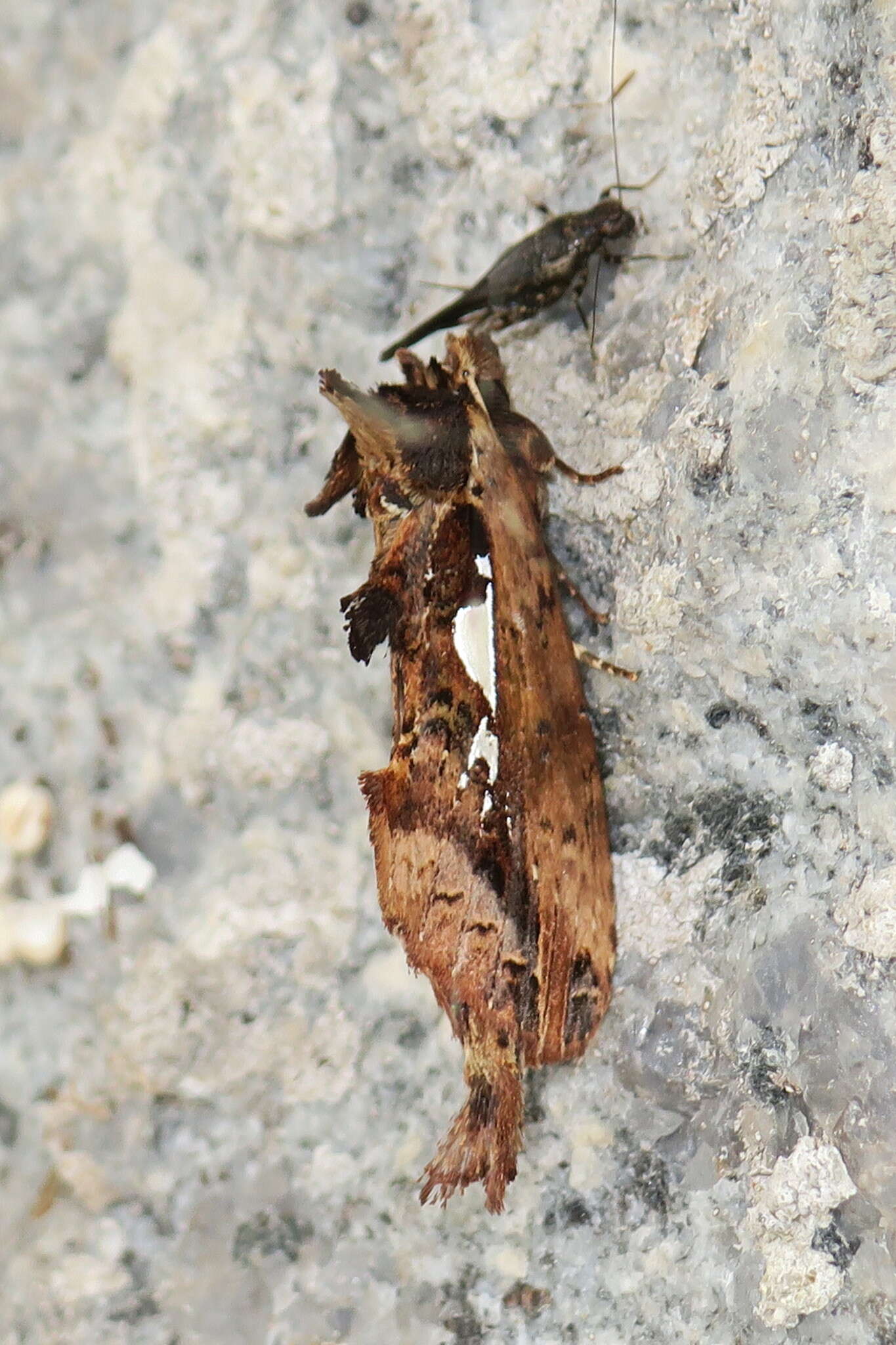 Image of Ginshachia sumatrensis Gaede 1930