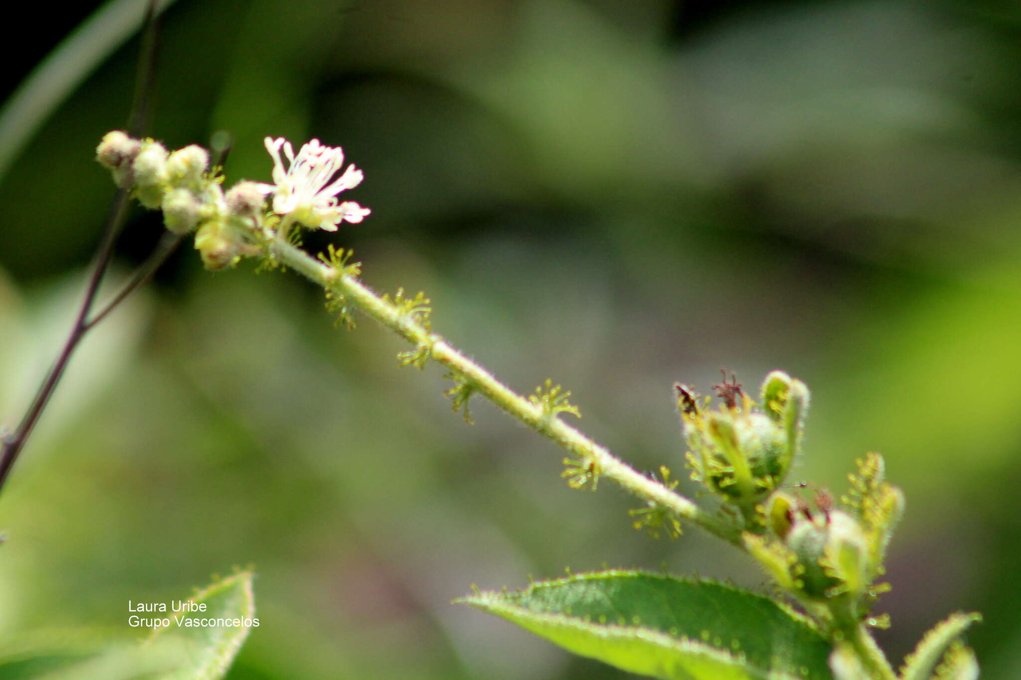 Image de Croton ciliatoglandulifer Ortega