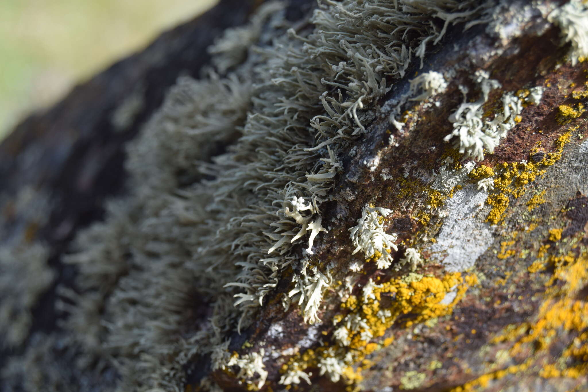 Image of Ramalina capitata (Ach.) Nyl.