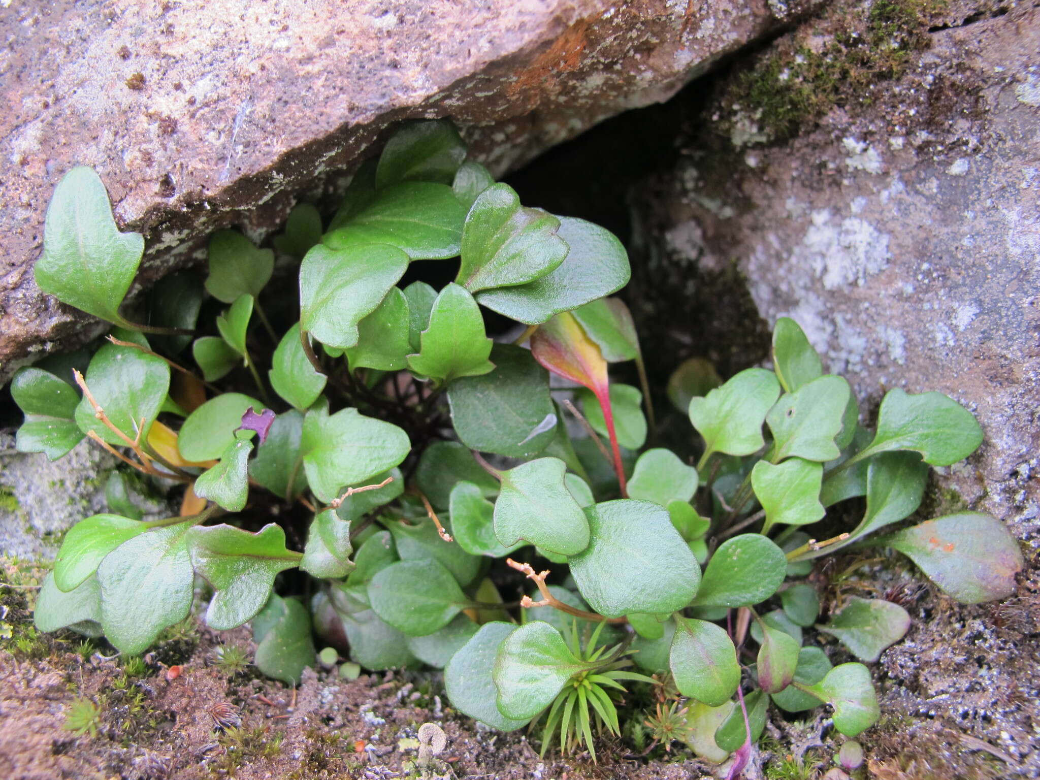 Image of alpine cress