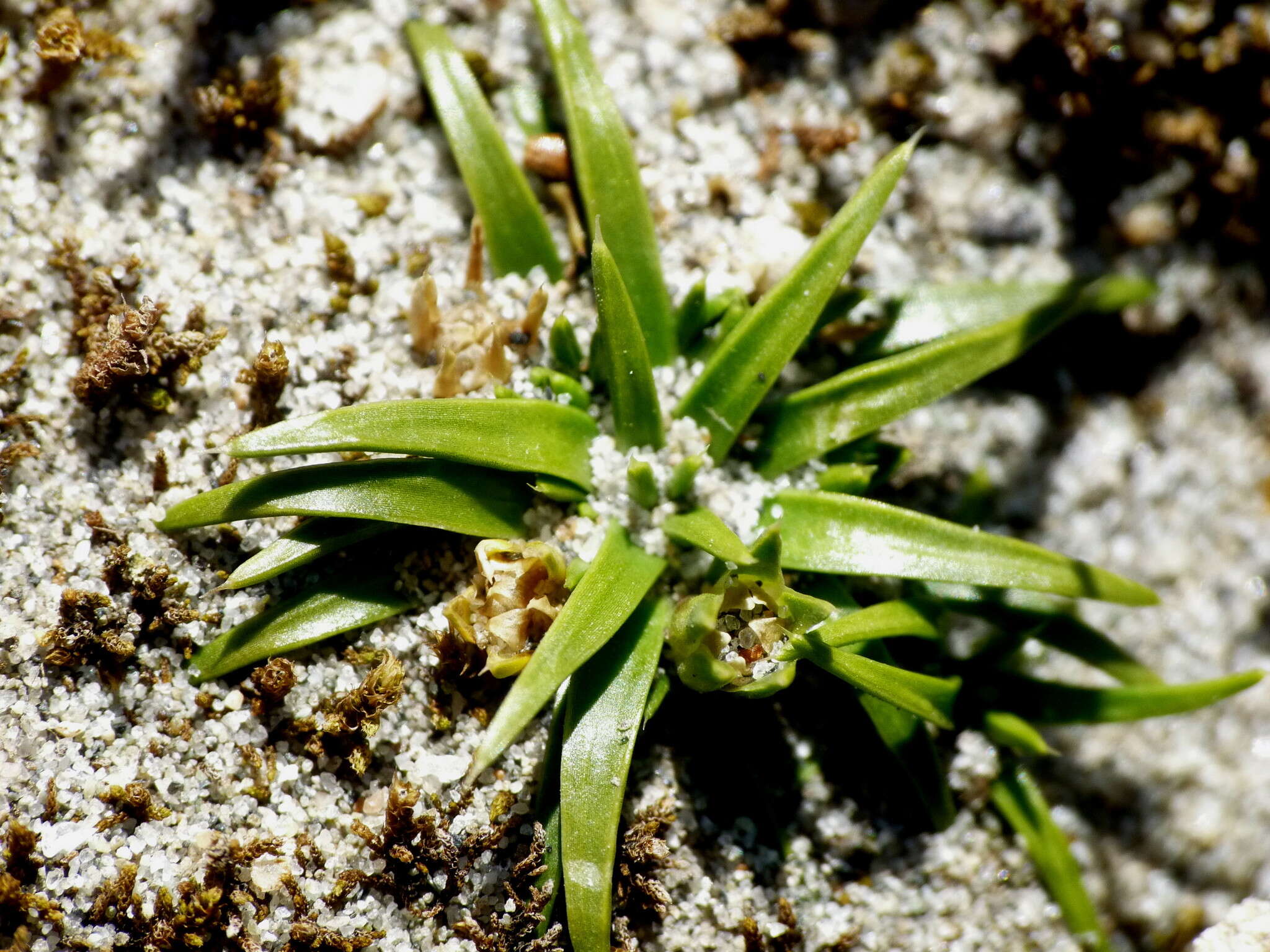 Image of Colobanthus muelleri T. Kirk.