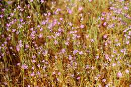 Image of Bridges' gilia