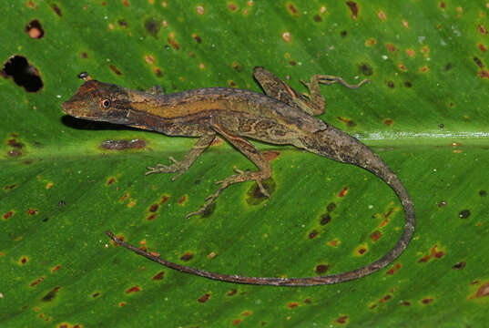 Image of Common Forest Anole