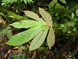 Image of Columnea polyantha (Wiehler) L. E. Skog