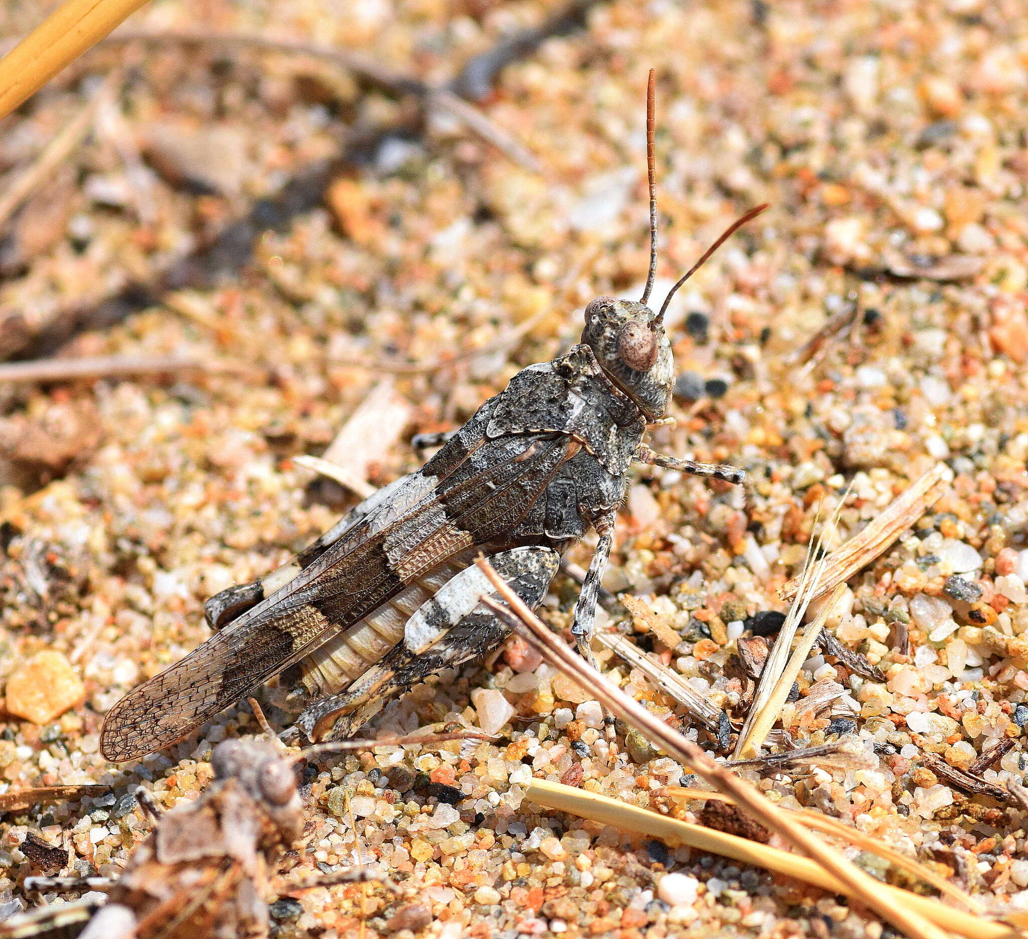 Image of Oedipoda miniata (Pallas 1771)