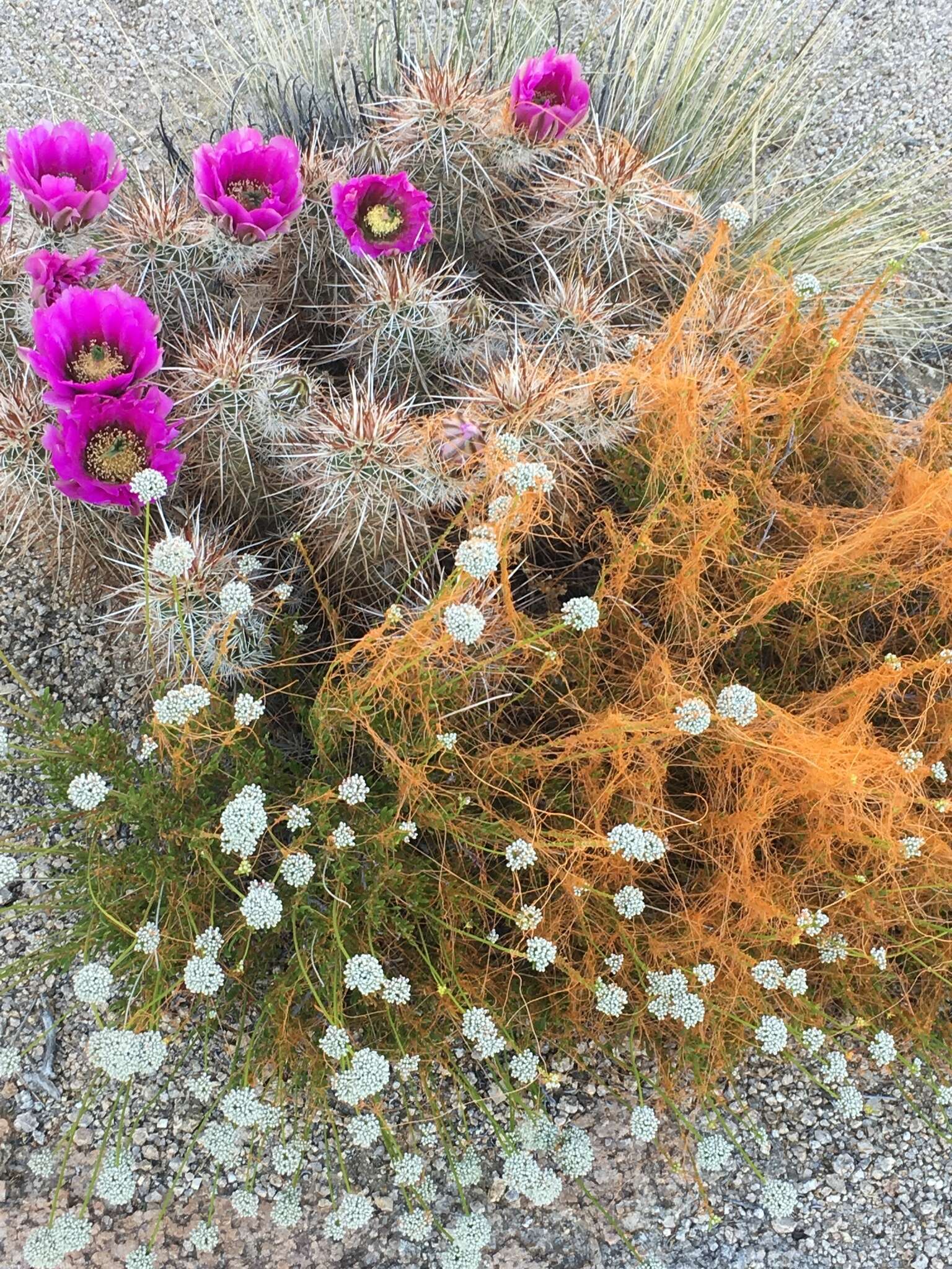 Image of Eastern Mojave buckwheat