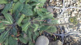 Image of hawkweed