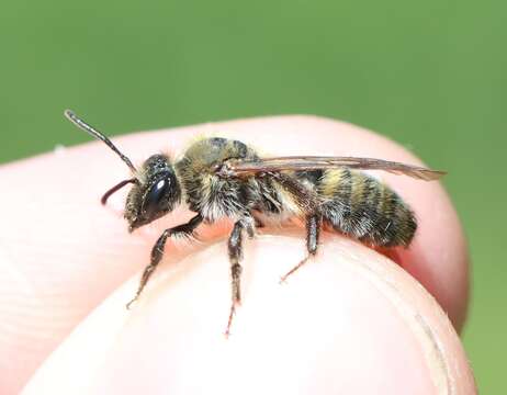 Image of Andrena synadelpha Perkins 1914