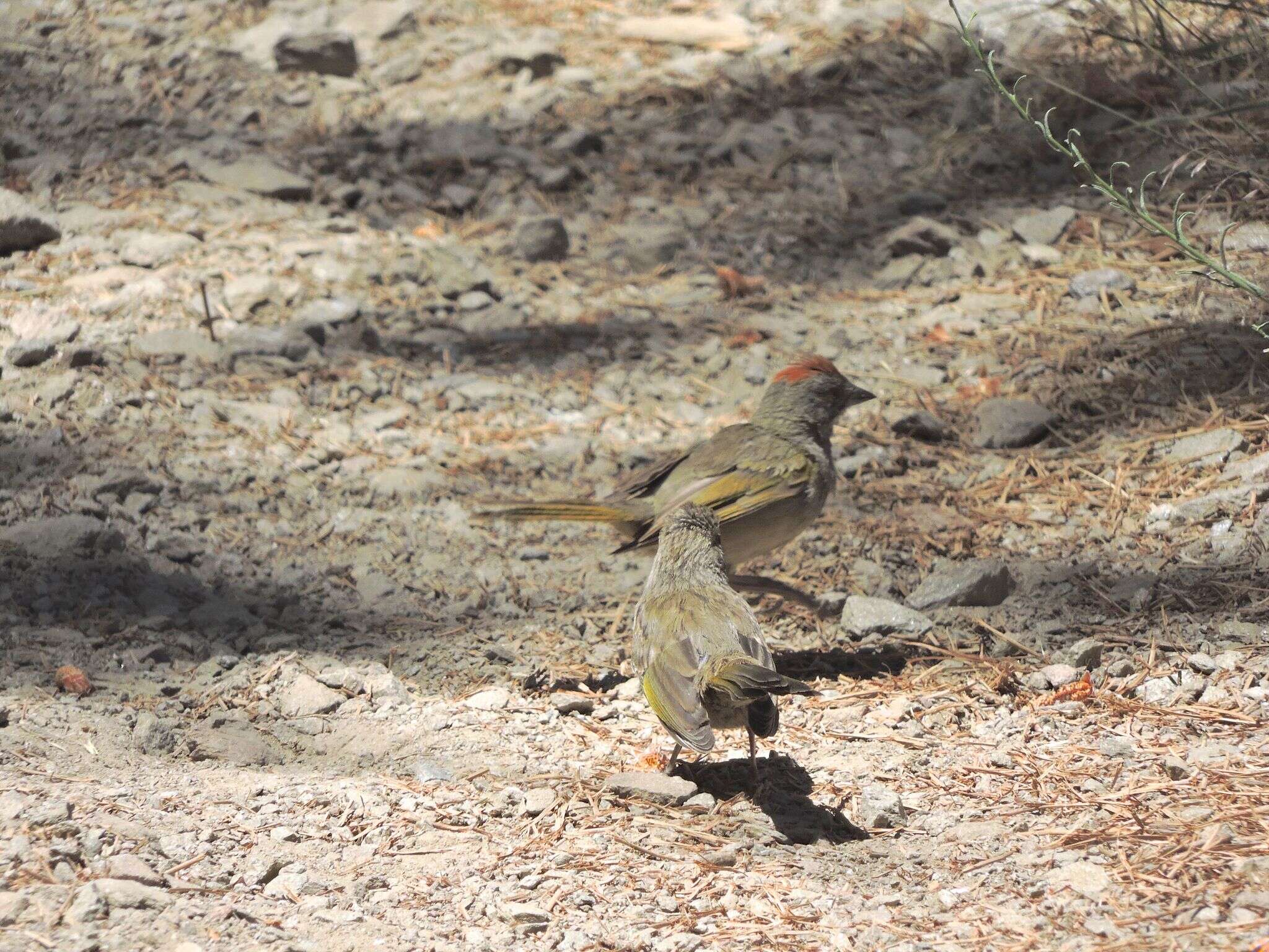 Image of Green-tailed Towhee