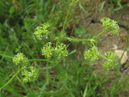 Слика од Valerianella uncinata (Bieb.) Dufresne