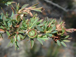 Sivun Leptospermum myrsinoides Schltdl. kuva