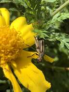 Image of Striped Blister Beetle