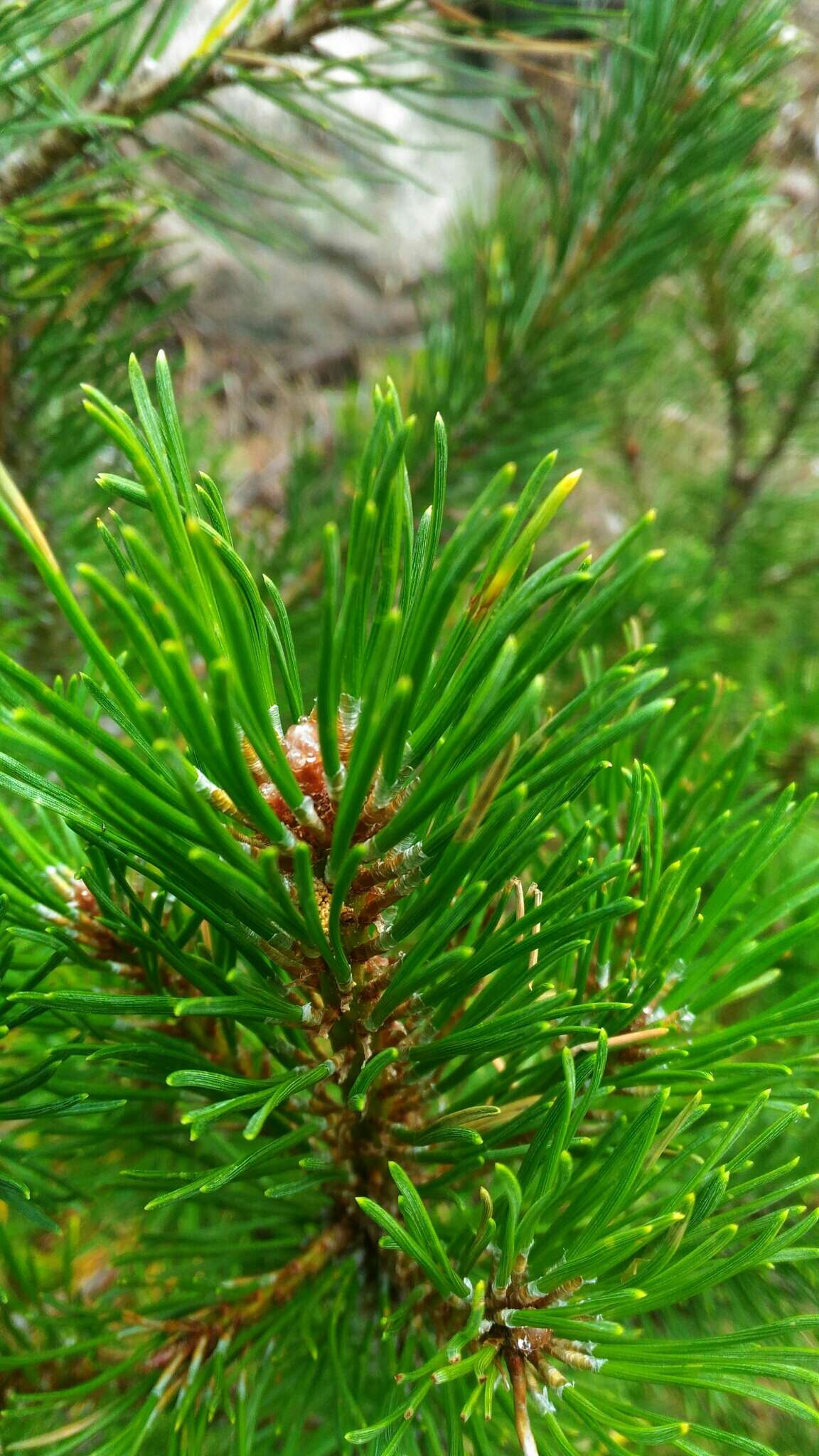 Image of Mountain Pine