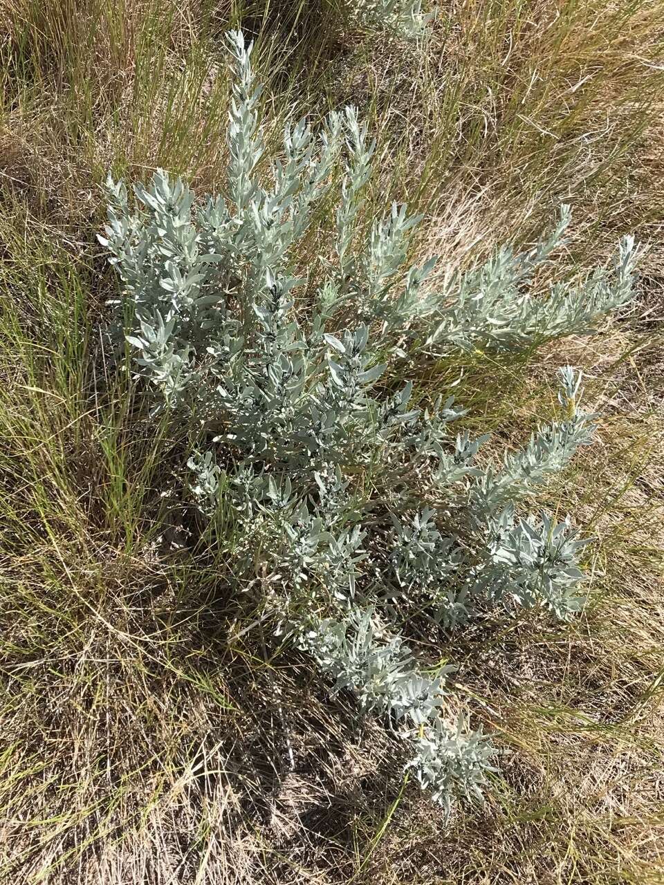 Image of silver sagebrush