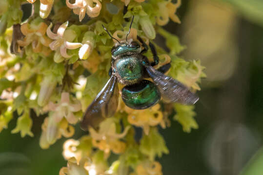 Xylocopa bombylans (Fabricius 1775) resmi