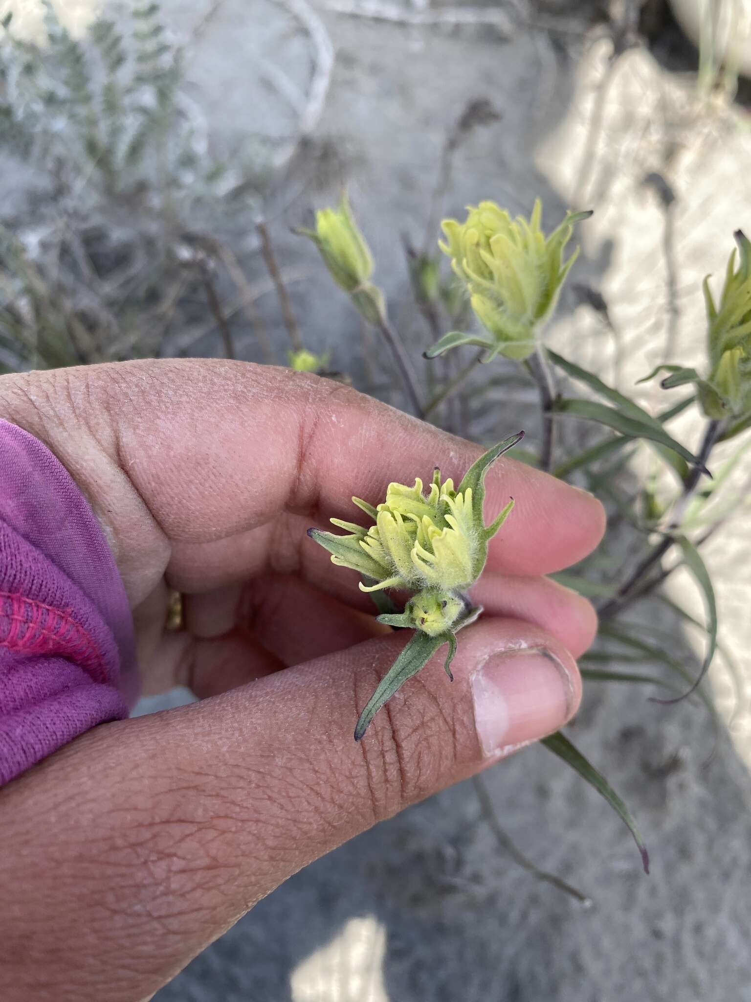 Image of Yukon Indian paintbrush