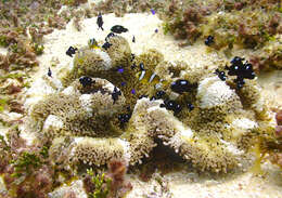 Image of Maroon clownfish