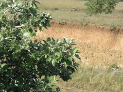 Pyrus elaeagrifolia Pall. resmi