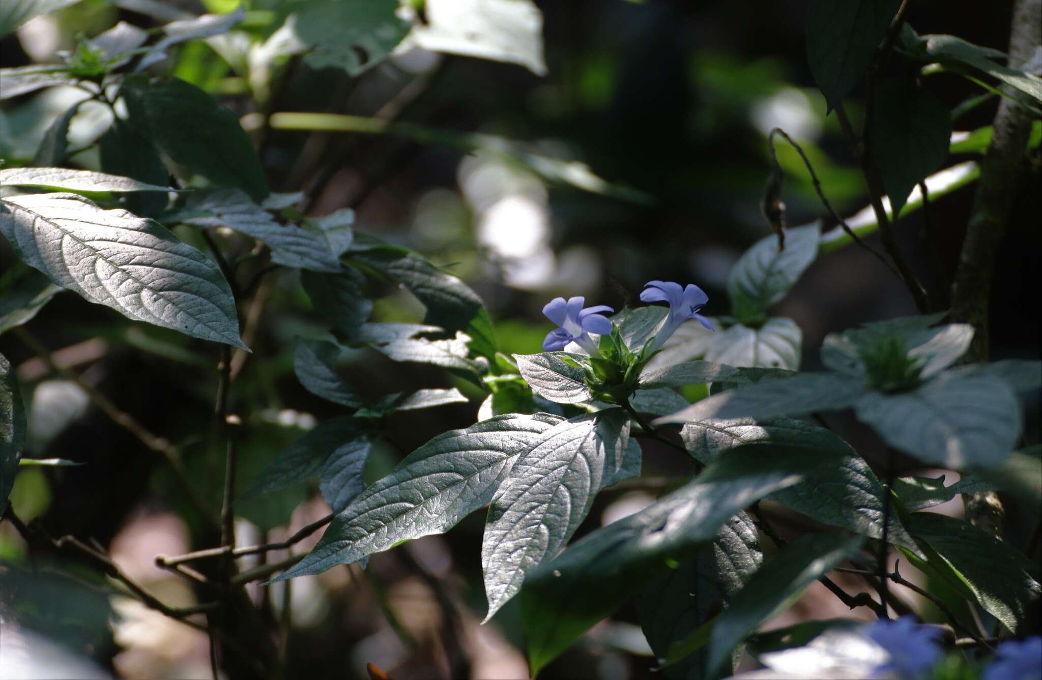 Barleria strigosa var. polystachya (Nees) C. B. Clarke的圖片