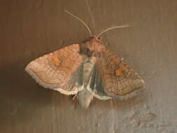 Image of American Ear Moth