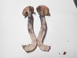 Image of Leccinum luteum A. H. Sm., Thiers & Watling 1967