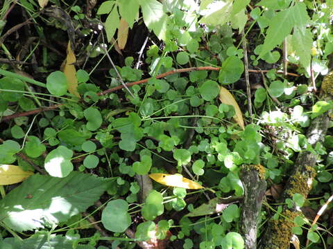 Слика од Cardamine dentata Schult.