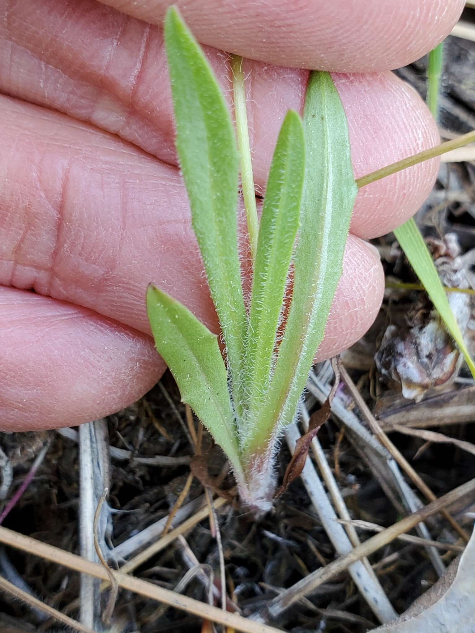 Imagem de Agoseris heterophylla var. heterophylla