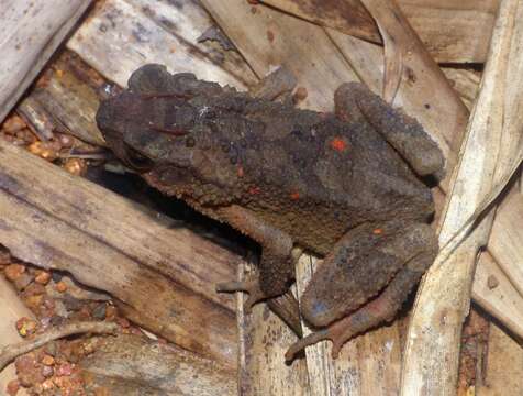 Ingerophrynus parvus (Boulenger 1887) resmi