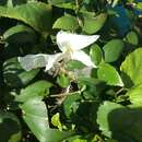 Image de Hibiscus arnottianus subsp. immaculatus (M. Roe) D. M. Bates