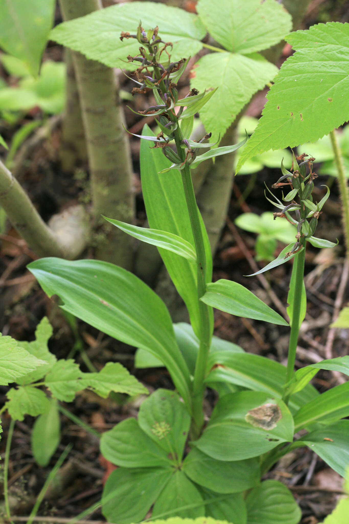 Image of Dactylorhiza aristata (Fisch. ex Lindl.) Soó