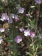 Plancia ëd Clarkia cylindrica subsp. cylindrica