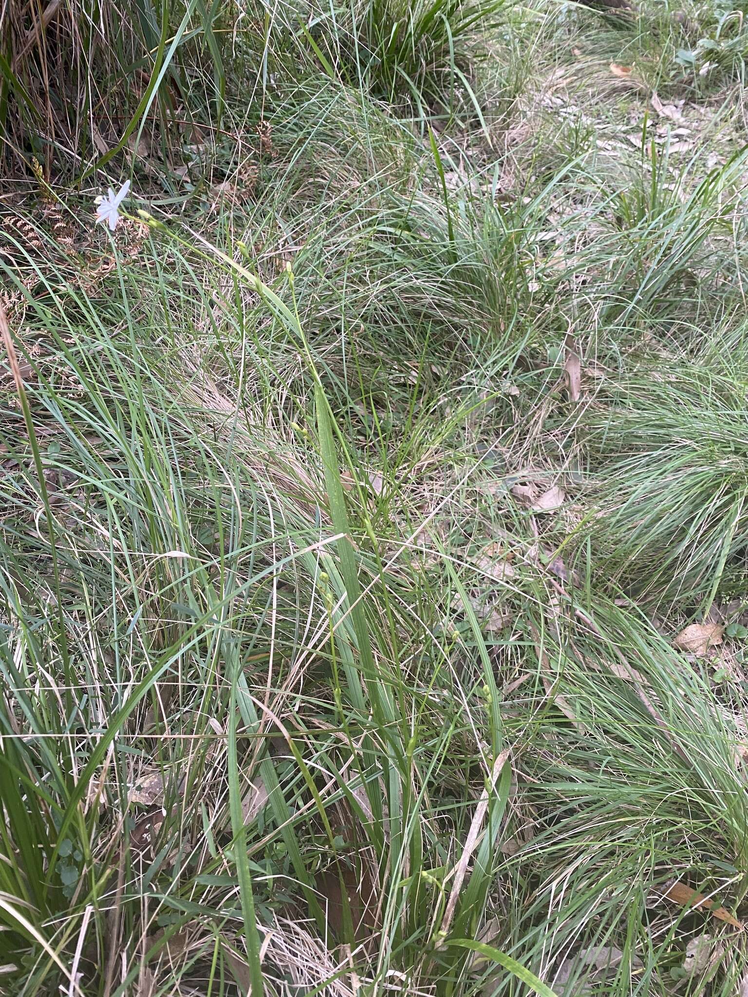 Image de Libertia paniculata (R. Br.) Spreng.