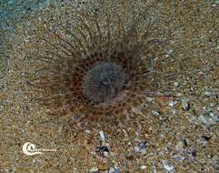 صورة Pachycerianthus solitarius (Rapp 1829)