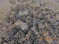 Image of beard lichen