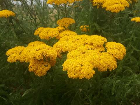 Image of Achillea arabica Kotschy