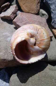 Image of Kurile moon snail